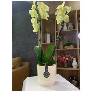 Горшок для цветов, 13 см, горшок для орхидеи, двойной горшок, Цвет ванильный, удобный горшок для цветов
