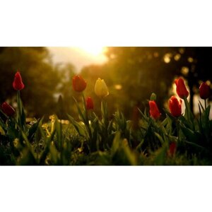 Картина на холсте 60x110 Альянс Лес "Цветы тюльпаны весна" на подрамнике / интерьер/ декор