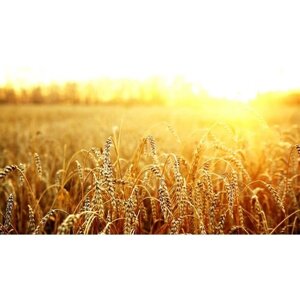 Картина на холсте 60x110 Альянс Лес "Макро солнце пшеница поле" на подрамнике / интерьер/ декор