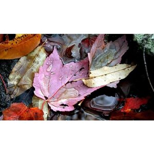 Картина на холсте 60x110 Альянс Лес "Вода осень листья" на подрамнике / интерьер/ декор