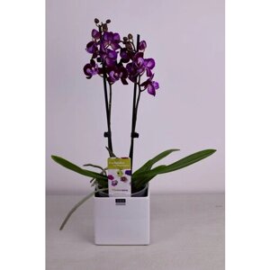 Орхидея Фаленопсис "Инопланетная красотка" в кашпо (D-12 H-50)