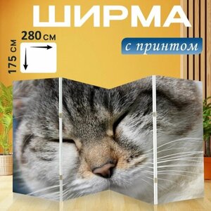 Ширма "Кошка, бродячая кошка, животное" раскладная перегородка для зонирования с принтом на холсте