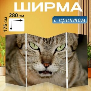 Ширма "Кошка, лапы, усы" раскладная перегородка для зонирования с принтом на холсте