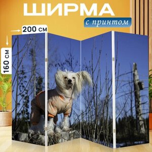 Ширма перегородка с принтом "Собака, китайская хохлатая, зима" на холсте - 200x160 см. для зонирования, раскладная