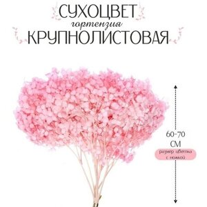 Школа талантов Сухоцвет «Гортензия крупнолистовая», тёмно розовый, 1 веточка 50 - 70 см в упаковке