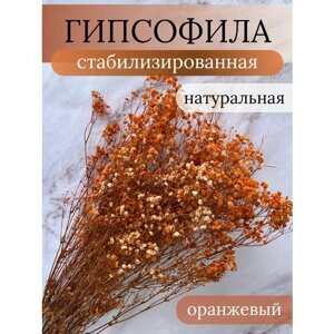 Сухоцветы гипсофила букет (цвет оранжевый)