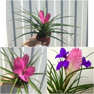 Тиландсия Cianea Anita комнатное экзотическое растение