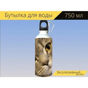 Бутылка фляга для воды "Кот, британская короткошерстная кошка, whiskers" 750 мл. с карабином и принтом