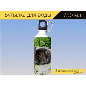 Бутылка фляга для воды "Кот, котенок, домашняя кошка" 750 мл. с карабином и принтом