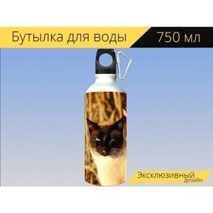 Бутылка фляга для воды "Кот, сиамский, кошка породы" 750 мл. с карабином и принтом