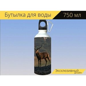 Бутылка фляга для воды "Красный олень, олень, животное" 750 мл. с карабином и принтом