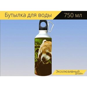 Бутылка фляга для воды "Маленькая панда, красная панда, кошкамедведь" 750 мл. с карабином и принтом
