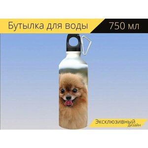 Бутылка фляга для воды "Собака, щенок, померанский шпиц" 750 мл. с карабином и принтом