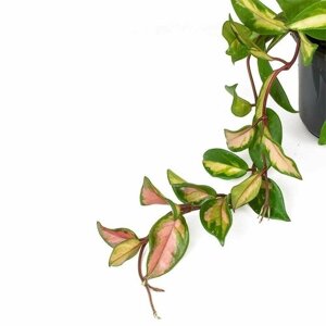 Хойя Карноза Триколор (Hoya Carnosa Tricolor) D6см