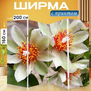 Ширма перегородка с принтом "Цветок, белый, цветы" на холсте - 200x160 см. для зонирования, раскладная