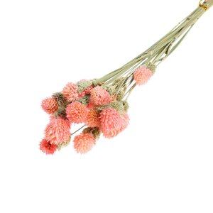 Сухоцвет Гомфрена шаровидная цвет: розовый (12х12х70 см)