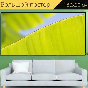 Большой постер "Банан лифа, зеленый, природа" 180 x 90 см. для интерьера