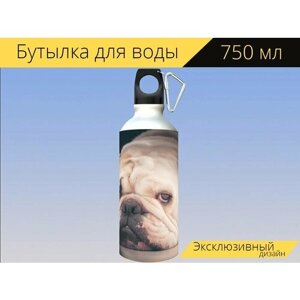 Бутылка фляга для воды "Английский бульдог, бульдог, собака" 750 мл. с карабином и принтом
