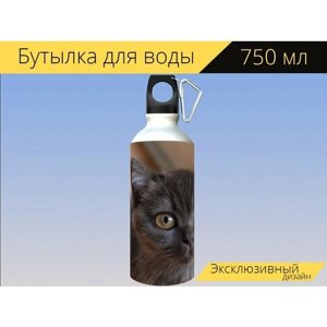 Бутылка фляга для воды "Британская короткошерстная кошка, кошка, котенок" 750 мл. с карабином и принтом