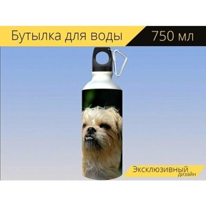 Бутылка фляга для воды "Брюссельский гриффон, собака, маленькая собака" 750 мл. с карабином и принтом