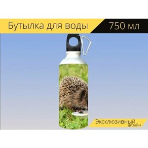 Бутылка фляга для воды "Еж, животное, млекопитающее" 750 мл. с карабином и принтом