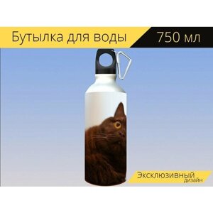 Бутылка фляга для воды "Кот, домашнее животное, животное" 750 мл. с карабином и принтом