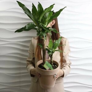 Цветок в горшке живой, комнатное растение Драцена Фрагранс в керамическом кашпо, 90 см