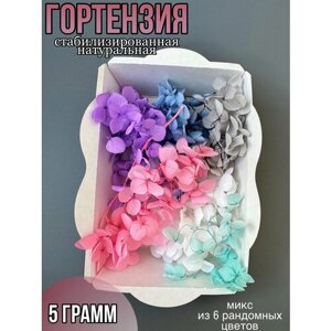 Гортензия для декора и творчества сухоцветы