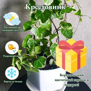 Крестовник Senecio macroglossus + подарок керамический цветочный горшок, диаметр горшка 8 см, комнатные растения живые, цветы в горшках живые, комнатные цветы