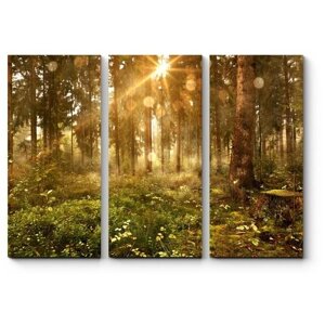 Модульная картина Лучи солнца, пронизывающие лес 70x50