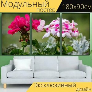 Модульный постер "Герань, цветок, блум" 180 x 90 см. для интерьера