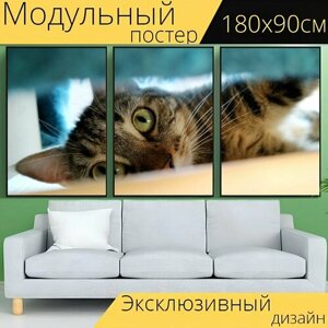 Модульный постер "Кот, похмелье, спрятать" 180 x 90 см. для интерьера
