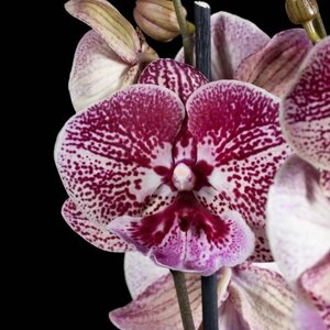Орхидея фаленопсис биг лип Purple limited