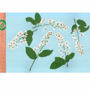 Плоские сухоцветы - Черёмуха стебли для заливки смолой и рукоделия, 5 шт