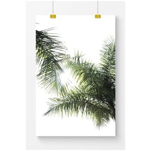 Постер для интерьера Postermarkt Листья пальмы и солнечные лучи, 40х50 см, в тубусе
