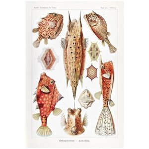 Постер / Плакат / Картина Рыбы - Красные рыбы 50х70 см в раме
