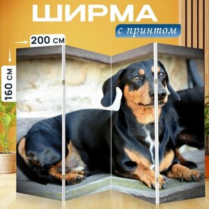 Ширма перегородка с принтом "Собака, такса, домашнее животное" на холсте - 200x160 см. для зонирования, раскладная