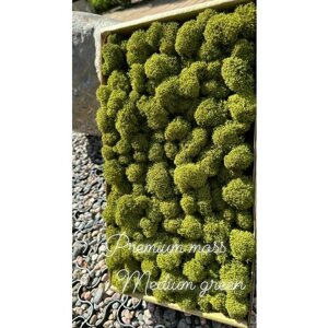 Стабилизированный мох 500 гр, цвет — медиум грин (premium moss) ягель