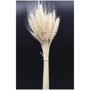 Сухоцвет пшеница "Премиум" отбеленная для декора