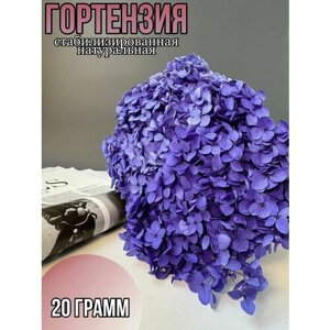 Сухоцветы для декора Гортензия стабилизированная 20 г