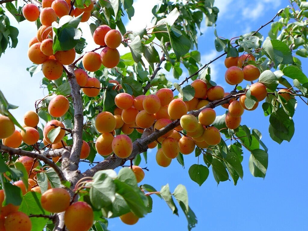 Абрикос Prúnus armeníaca Тимирязевский (8 лет) от компании MetSnab - фото 1