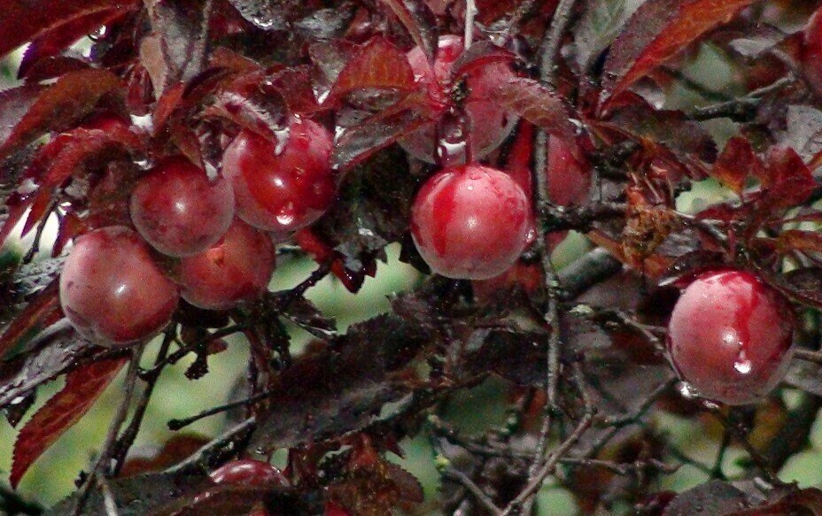 Алыча краснолистная Prunus divaricataм Лама (8 лет) от компании MetSnab - фото 1