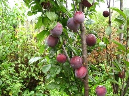 Алыча Prunus divaricataм колоновидная Синяя (8 лет) от компании MetSnab - фото 1