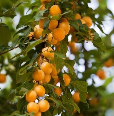 Алыча Prunus divaricataм Подарок С.-Петербургу (8 лет) от компании MetSnab - фото 1