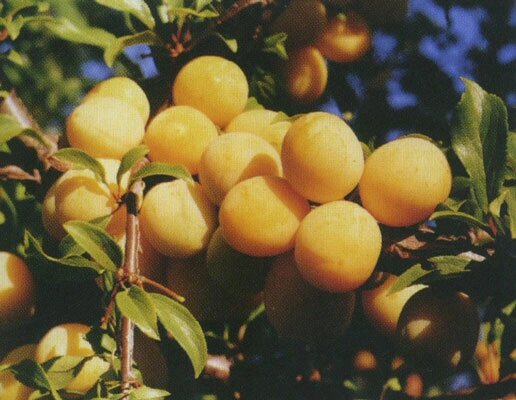 Алыча Prunus divaricataм Путешественница (8 лет) от компании MetSnab - фото 1