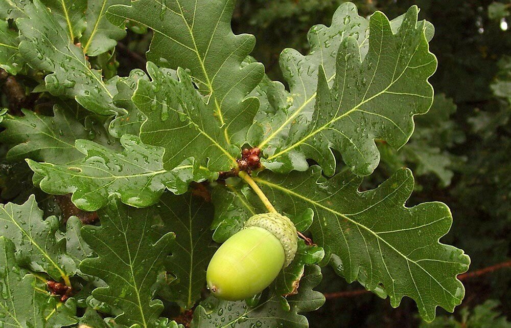 Дуб черешчатый Quercus robur (4,0-4,5м/ком) от компании MetSnab - фото 1