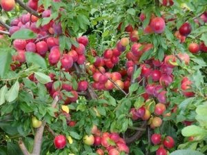 Алыча Prunus divaricataм Золушка (8 лет)