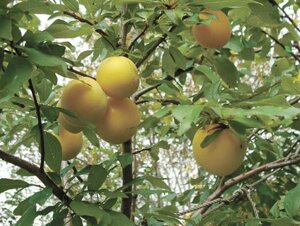 Алыча Prunus divaricataм Сонейка (8 лет)