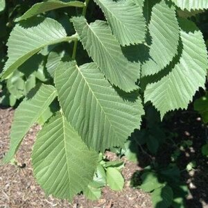 Вяз шершавый Ulmus glabra Camperdownii (2,5-3,0м/С25)