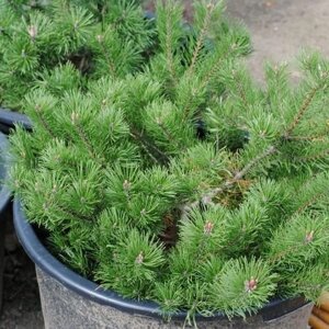 Сосна горная Пумилио (Pinus mugo Pumilio) (60-80см, саженец конт. 35)